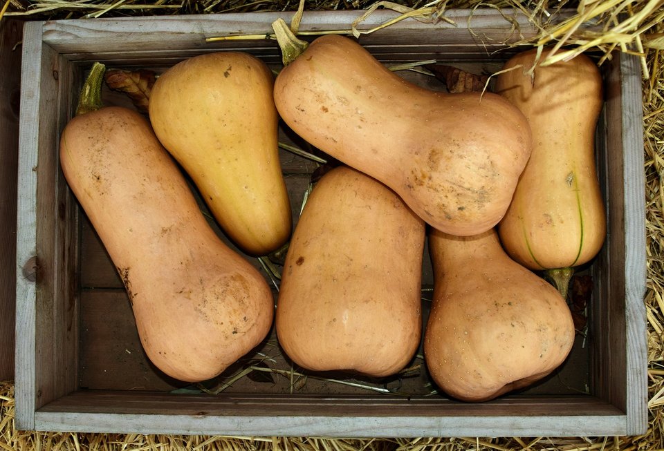 Suesey Street, What's In Season, September, Butternut Squash