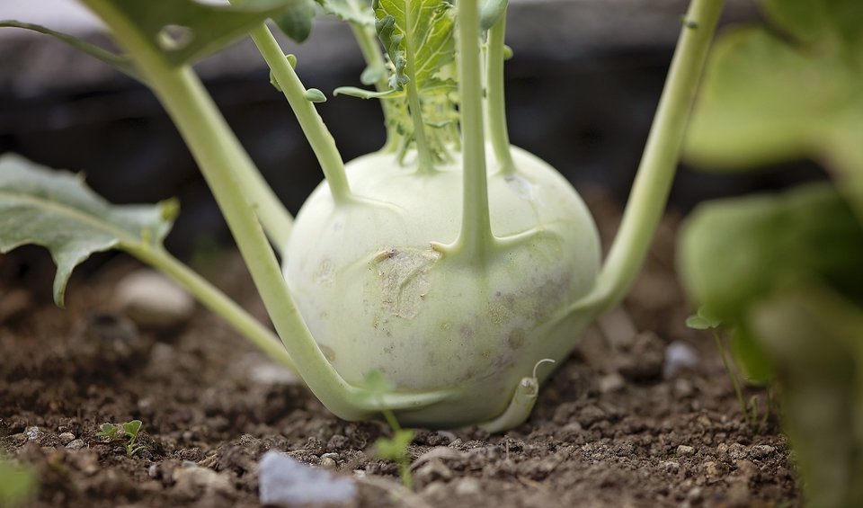 Suesey Street, What's In Season, September, Kohlrabi