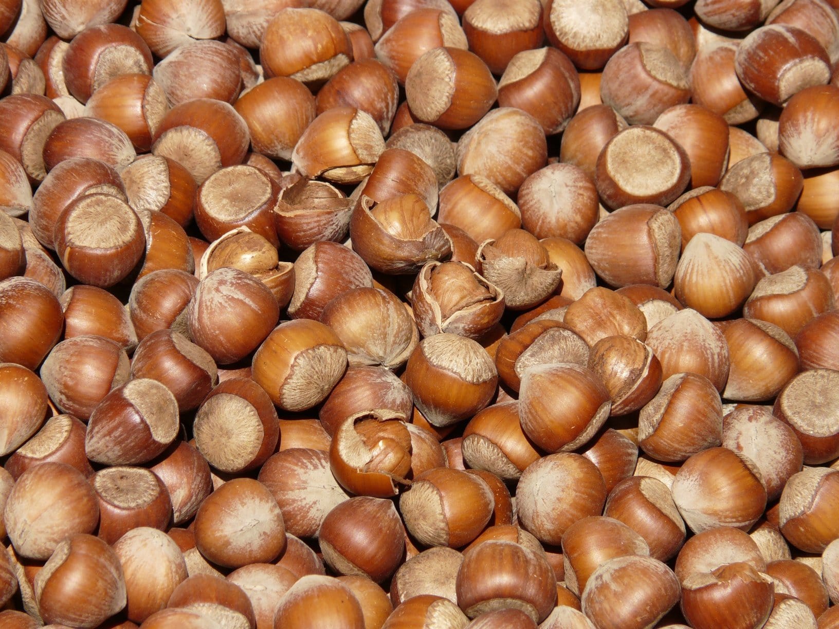 In season, October, Suesey Street, hazelnuts, in season in october