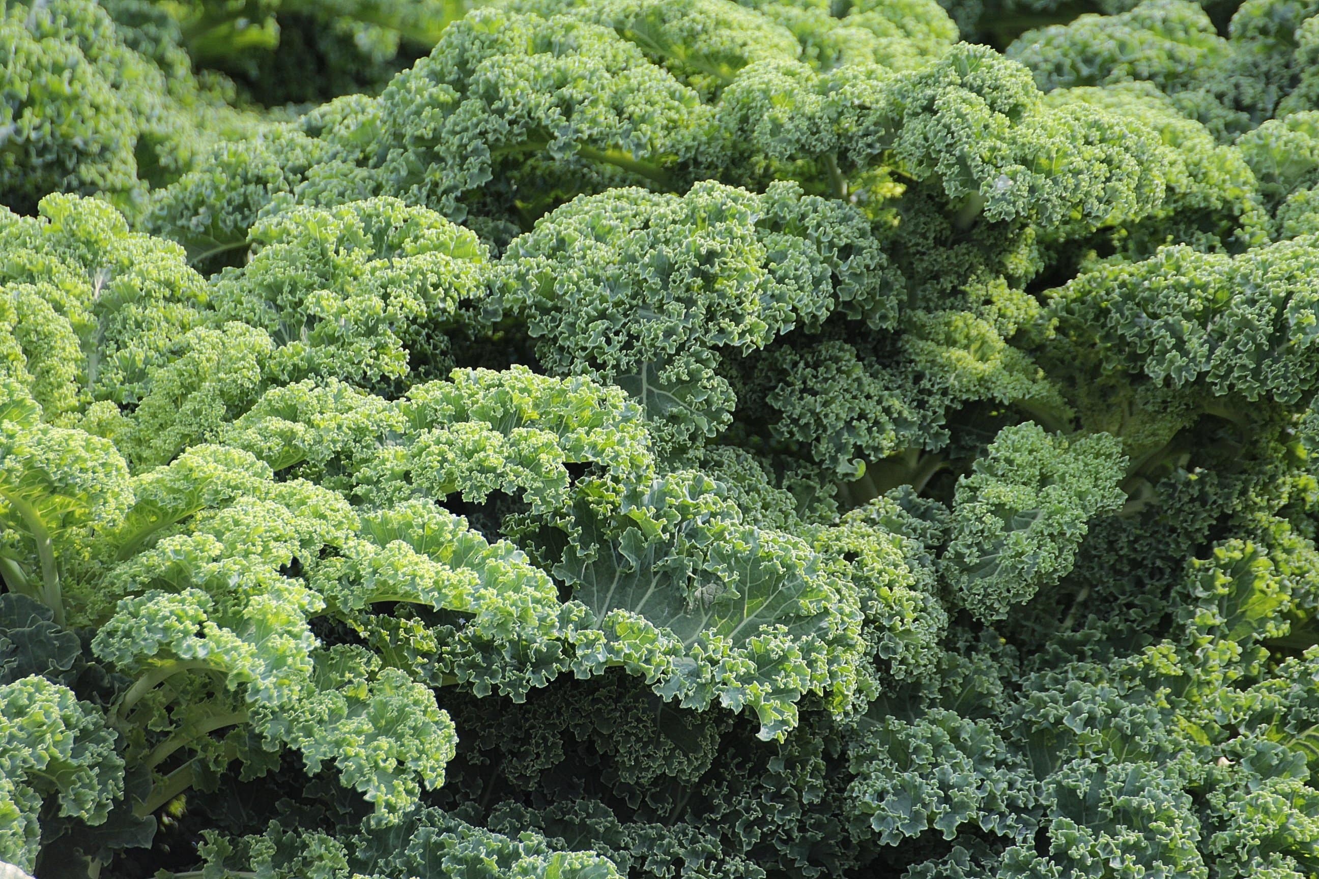 In season, October, Suesey Street, kale, in season in october