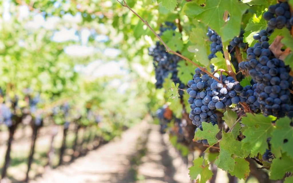 biodynamic wines, alcohol free wine, alcohol free, zero alcohol wine