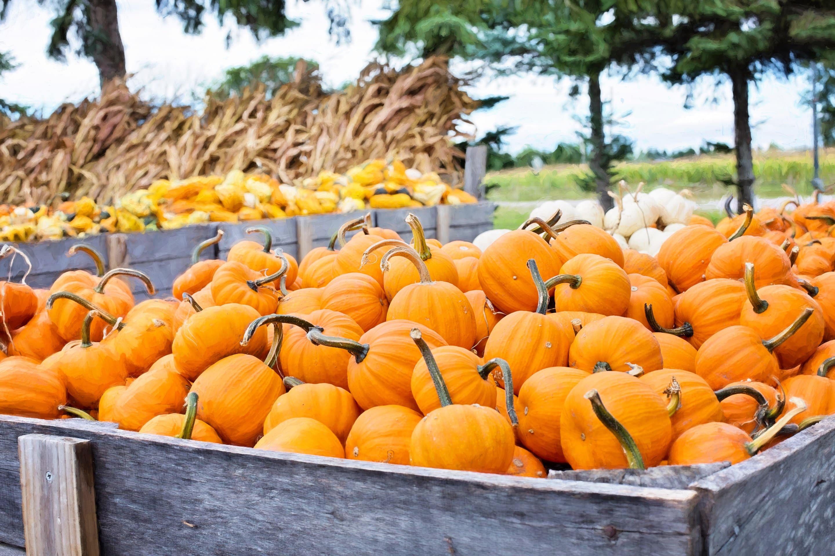 In season, October, Suesey Street, squash, pumpkin, farmers market, in season in october