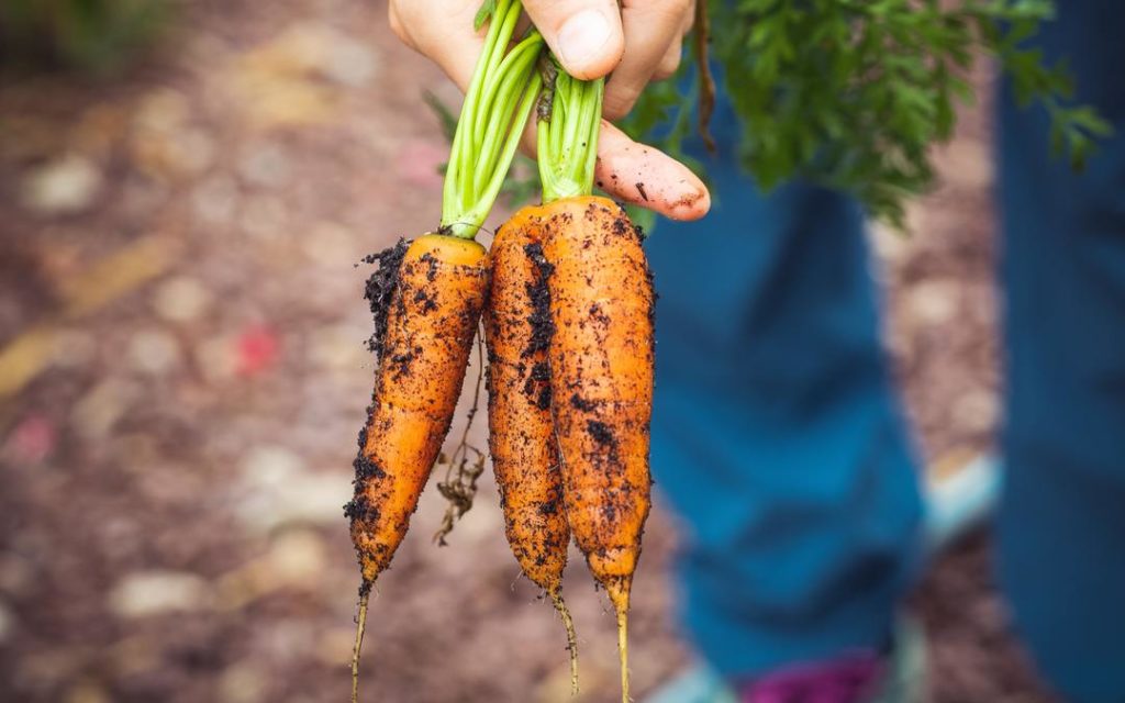 organic carrots, in season, local produce, Suesey Street