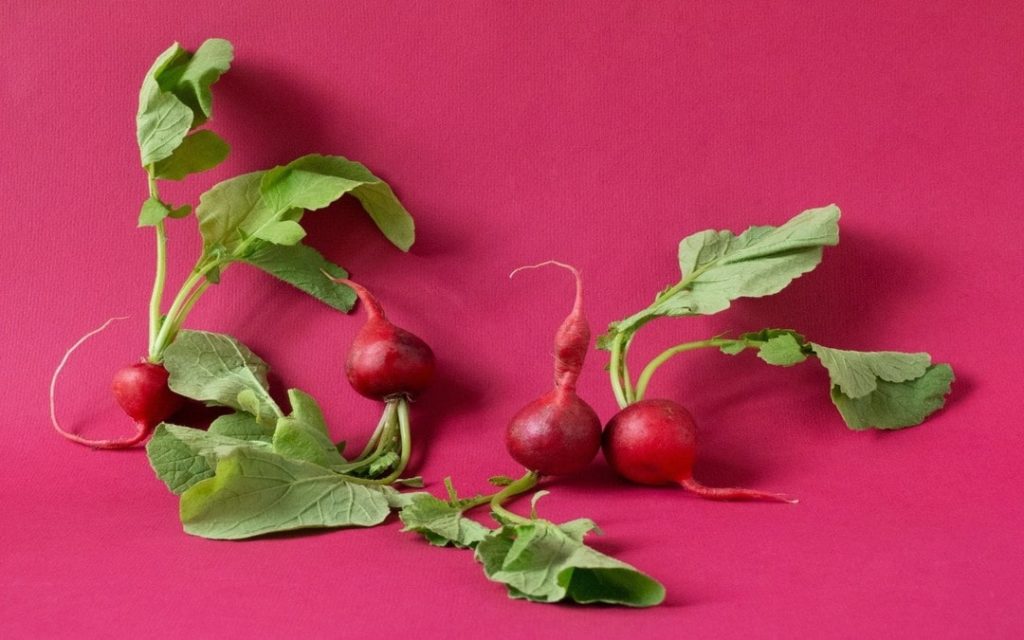 seasonal spring vegetables, radishes