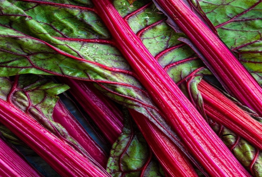 seasonal spring rhubarb